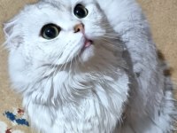 Cok uygunsa safkan kaliteli longhair erkek