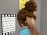 Toy poodle yavru