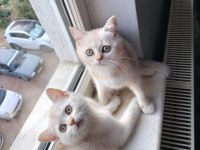 Safkan British Shorthair mükemmel bir gen taşıyor