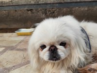 1.5 Yaşında Çok Zeki Dişi Pekinez Köpeği