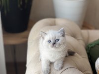 Show Kalite British Shorthair Blue Point