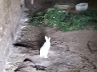 4 adet yeni zelanda