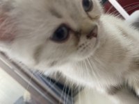 British Shorthair Erkek