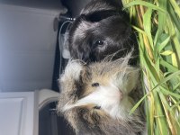 Ücretsiz Uysal 2 Guinea pig