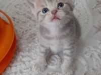 2 güne teslim british shorthair balıkesir merkez