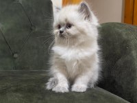 Dişi ve erkek british longhair bebekler