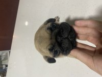Pug yavrum gül kuyruk kuyruk