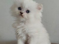 Kedimiz yeni yuvasını arıyor