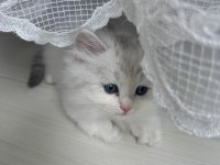 British Longhair 3 Aylık