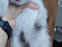 Scottish fold kedisi için ulaşınız