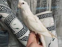 2 aylık yavru ele alışık büyük bir ihtimal erkek sultan