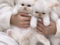 İran persian safkan bebeklerim