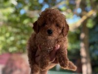 A Kalite 1. Sınıf Kore Toy Poodle