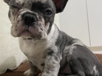 BAŞINIZIN TATLI BELASI KÖPEĞİMİZ YENİ AİLESİNİ ARIYOR