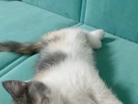 Kayseri içi sahiplendirme kedimiz