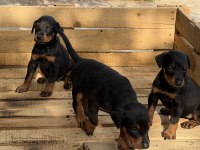 PREMIUM DOBERMAN YAVRULARI