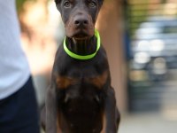Dolandırılmaya Son Heryerden Elden Teslim Doberman