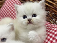 British longhair yavru kedimiz