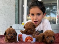 Kore toy poodle yavrularımız