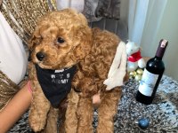 Toy Poodle 15 aylık yavrular
