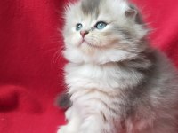 British Longhair