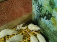 RAT VE LAB FARESİ