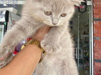 LİLAC RENGİ Scottish FOLD