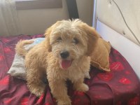 3 buçuk aylık erkek son terrier yavrumuz kıvırcık tüylü