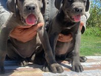 Irkının en iyisi cane corso yavrular kapıda ödeme mevcut