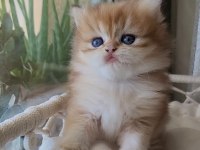 Son Erkek Golden british longhair Safkan Yavrum