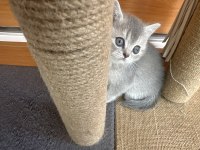 47 günlük dünya tatlısı yavru scottish fold kediler