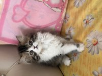 Tamamen ücretsiz kedimiz