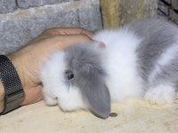 Safkan Hollanda Teddy Blue ve Karamel LOP