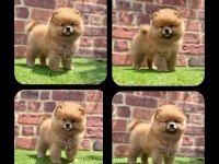 2.5 aylık Pomeranian Boo ayı surat