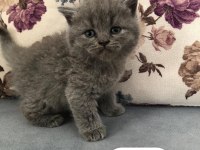 Hemen teslim top kafa yavrular british longhair