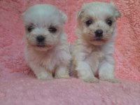Micro Maltese Bebekler