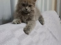 6 aylık british shorthair