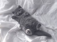 BEKLENEN İLAN AÇILDI A+ SAF KAN BRITISH SHORTHAIR YAVRULAR