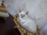 British Shorthair Blue Point Dişi