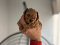 Red toy Poodle
