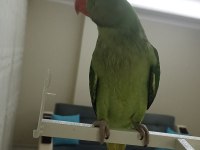 50 günlük jumbo boy erkek alexander elden teslim