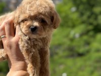 Toy poodle maltipoo bebekler