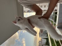 10 aylık british shorthair kedimiz