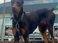 Doberman red yavruları