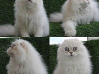 6 aylık bs 1233 full şecereli erkek scottish fold