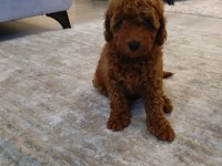 İzmirde Kore Poodle Yavru