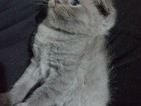 Scottish fold yavru 1 aylık