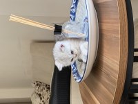 Chinchilla yavrularımız yeni ailelerini bekliyorlar
