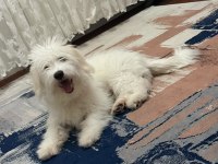 Eğitimli Aşılı Erkek Maltese