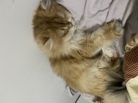 Golden Longhair Dişi Kedim İçin Eş Arıyorum